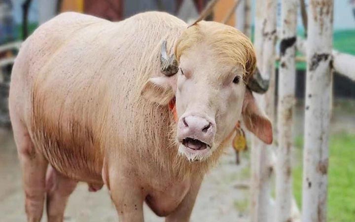 নারায়ণগঞ্জের ‘ডোনাল্ড ট্রাম্প’ এখন আন্তর্জাতিক গণমাধ্যমে